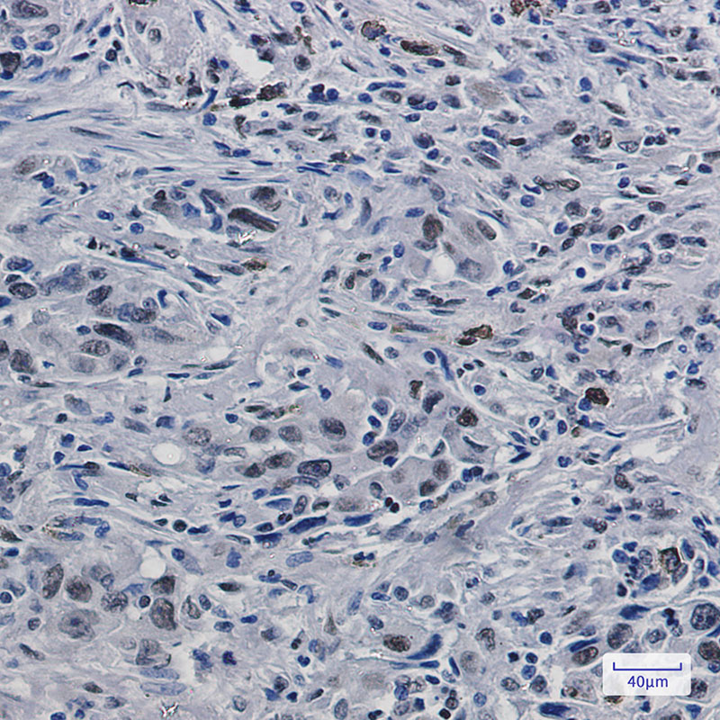 Rabbit Monoclonal Antibody to Histone H3.3