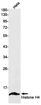 Histone H4