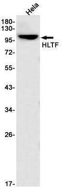HLTF