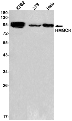 HMGCR