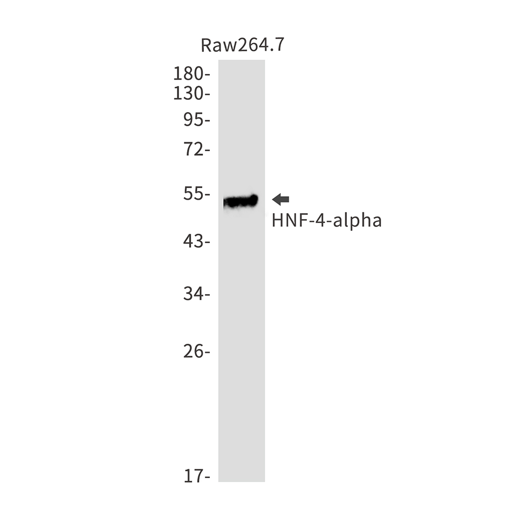 HNF 4 alpha