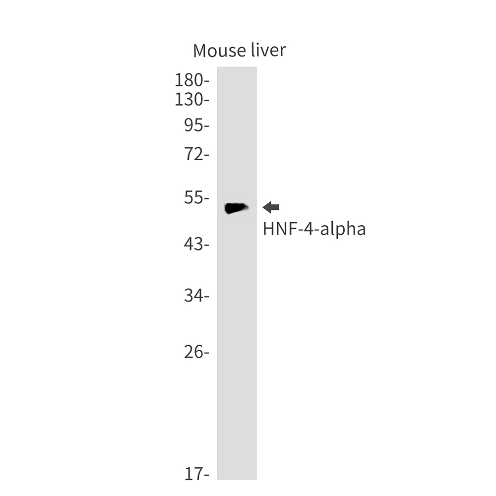 HNF 4 alpha