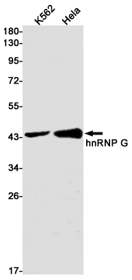 hnRNP G