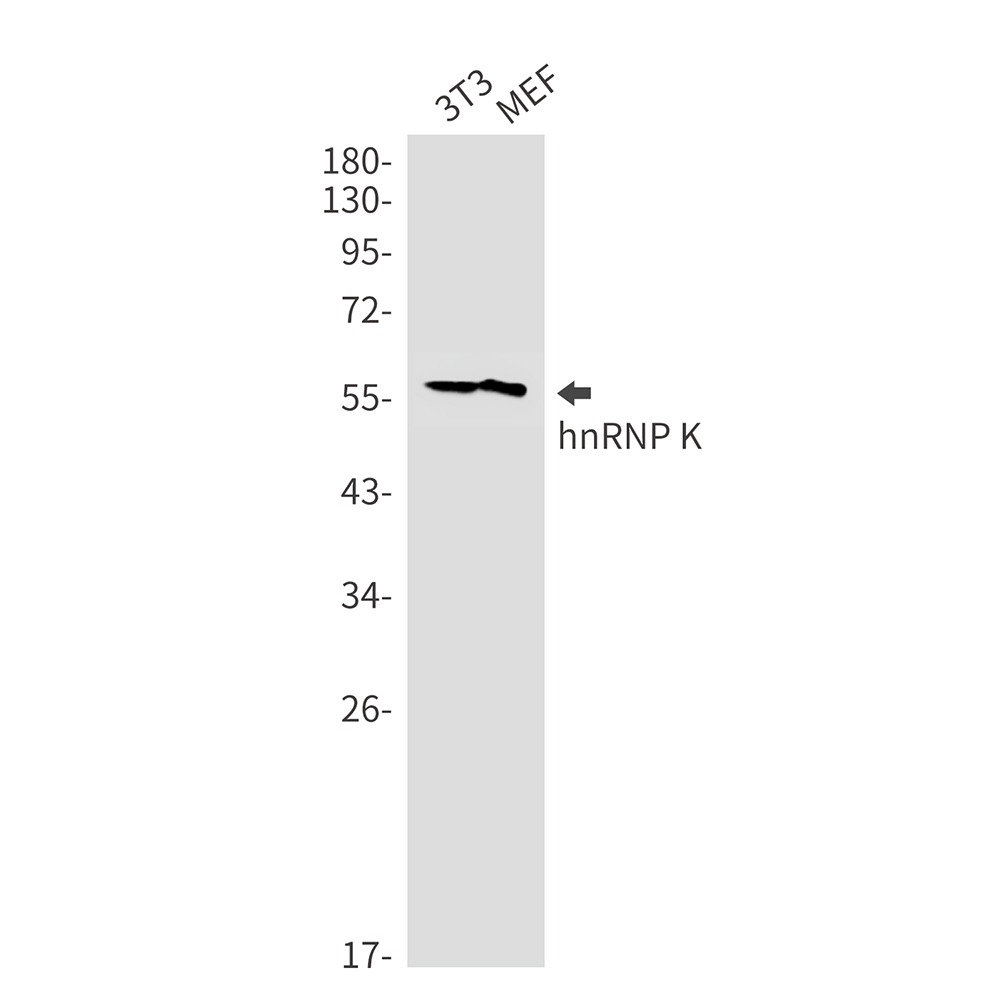 hnRNP K