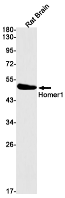 Rabbit Monoclonal Antibody to Homer1