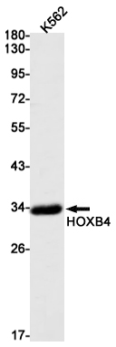 HOXB4