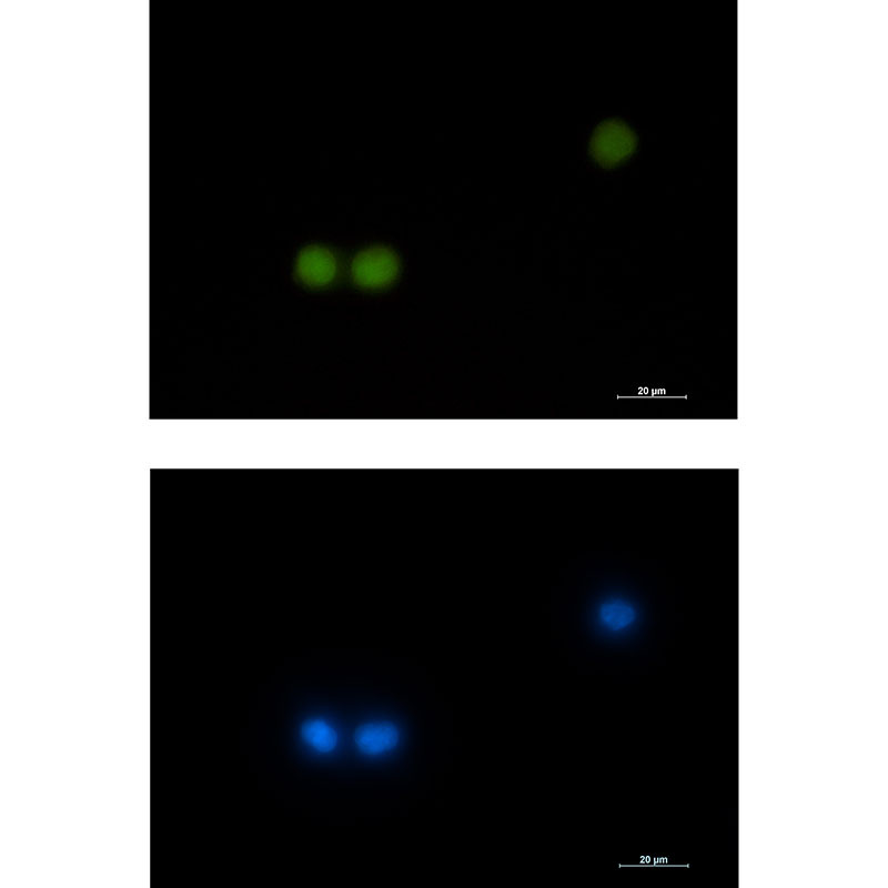 Rabbit Monoclonal Antibody to HOXB4