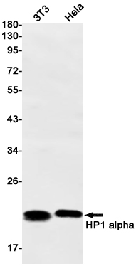 Rabbit Monoclonal Antibody to HP1 alpha