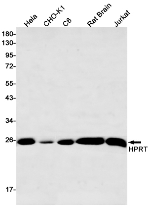 HPRT