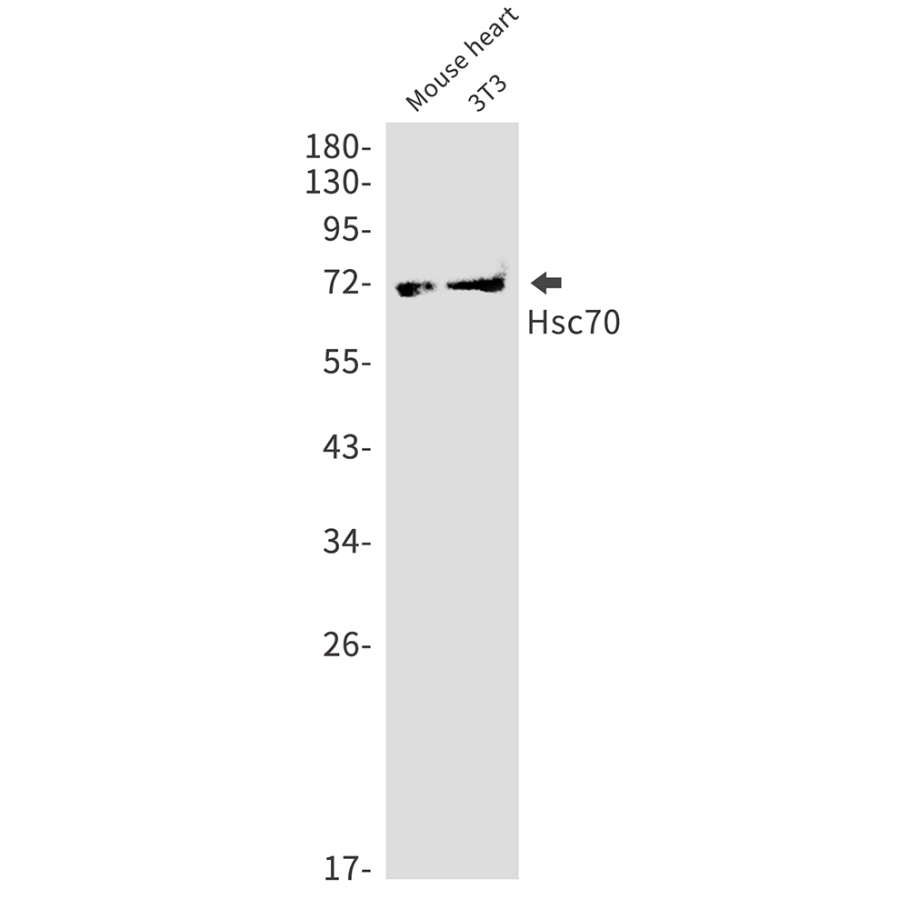 Hsc70