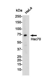 Rabbit Monoclonal Antibody to Hsc70