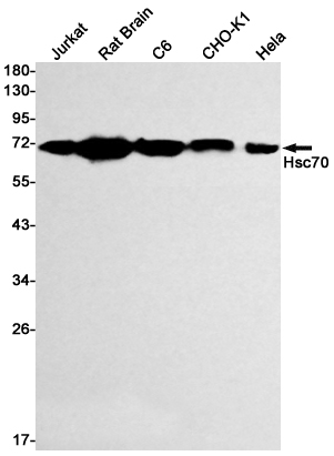 Rabbit Monoclonal Antibody to Hsc70