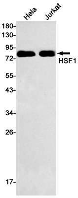 Hsf1