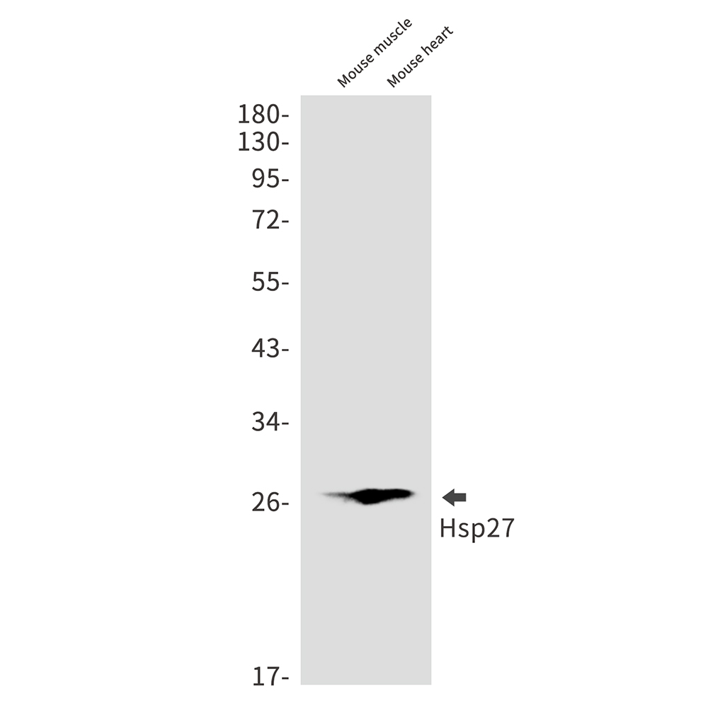 Hsp27