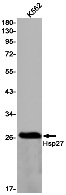 Rabbit Monoclonal Antibody to Hsp27