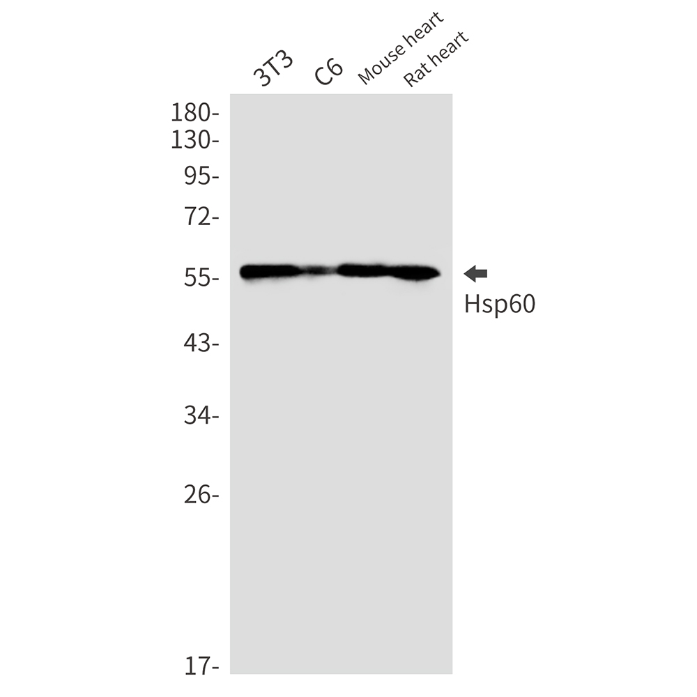 Hsp60