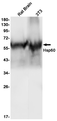Hsp60
