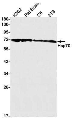 Hsp70