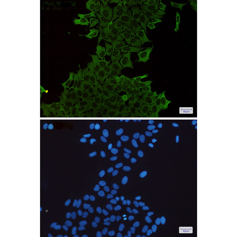 Rabbit Monoclonal Antibody to Hsp70