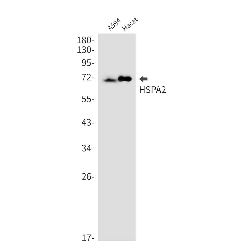 HspA2