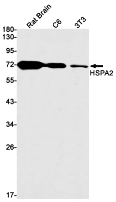 Rabbit Monoclonal Antibody to HspA2