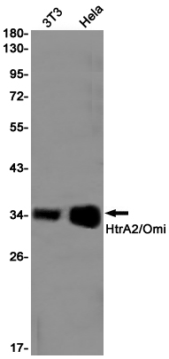 HtrA2