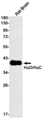 HuC/HuD