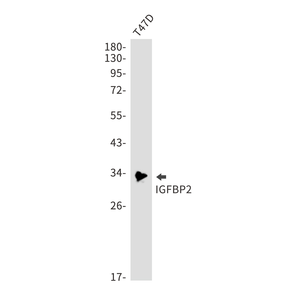 IGFBP2