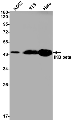 IKB beta