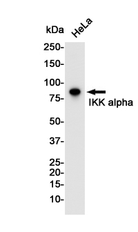 IKK alpha