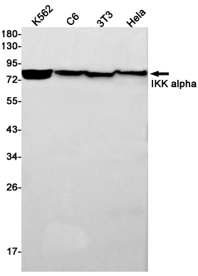 Rabbit Monoclonal Antibody to IKK alpha