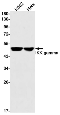 Rabbit Monoclonal Antibody to IKK gamma