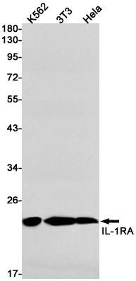 IL-1 Receptor Antagonist Protein