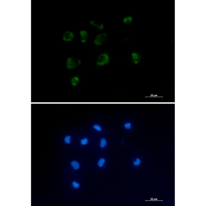 Rabbit Monoclonal Antibody to IL-1 Receptor Antagonist Protein