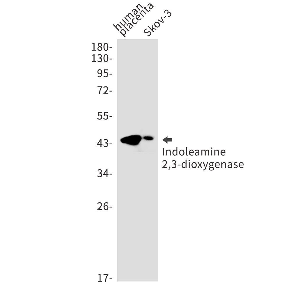 Indoleamine 2,3-dioxygenase