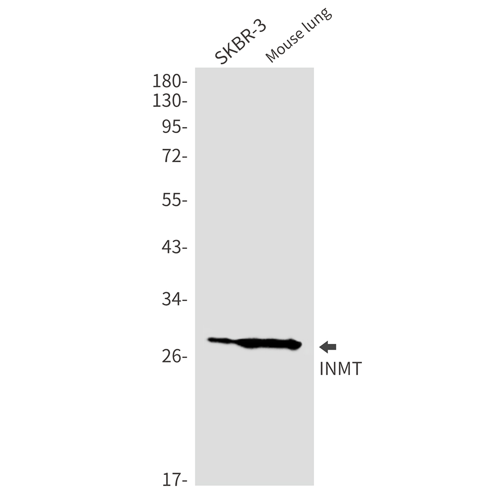 INMT