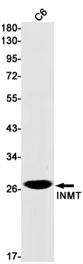 Rabbit Monoclonal Antibody to INMT