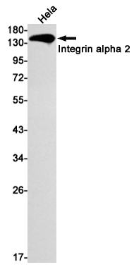 Integrin alpha 2