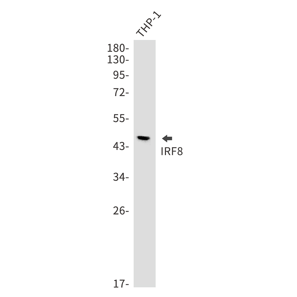 IRF8