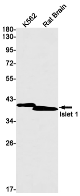 Islet 1