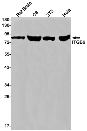 Integrin beta 6