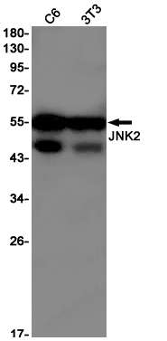 JNK2