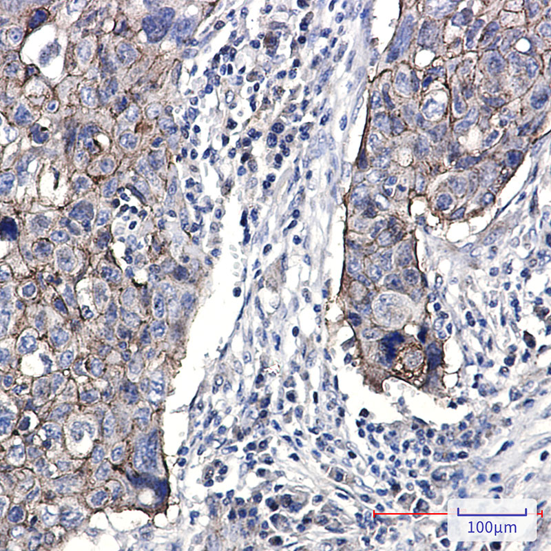 Rabbit Monoclonal Antibody to Junctional Adhesion Molecule 1