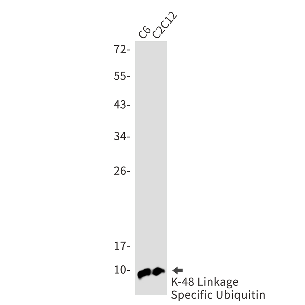 Ubiquitin K48