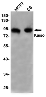 Kaiso
