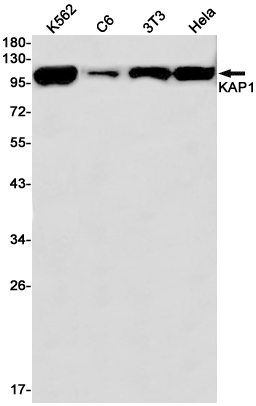 KAP1