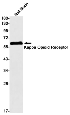 kappa Opioid Receptor