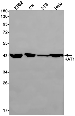 KAT1