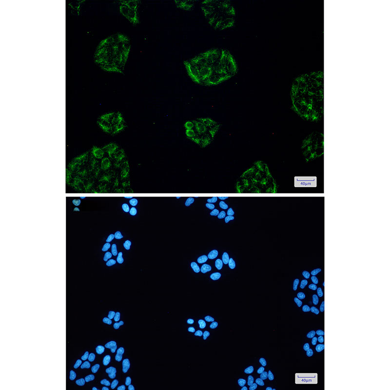 Rabbit Monoclonal Antibody to KCTD9