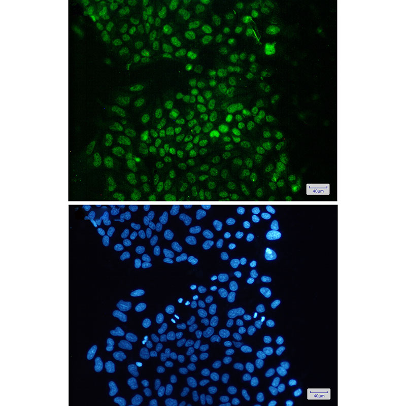 Rabbit Monoclonal Antibody to KCTD9